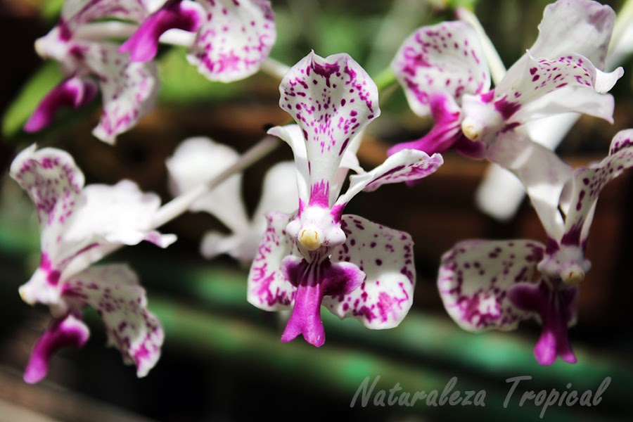 Orquídea del género Vanda