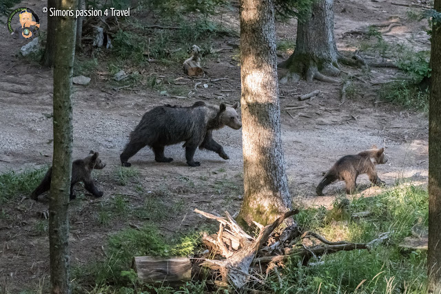 orsi slovenia mamma orso con due cuccioli