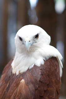 Click here to enlarge image Ark Avilon Zoo - Eagle