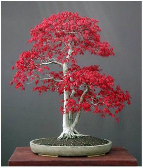 Teknik Penuaan (Ageing) pada Bonsai