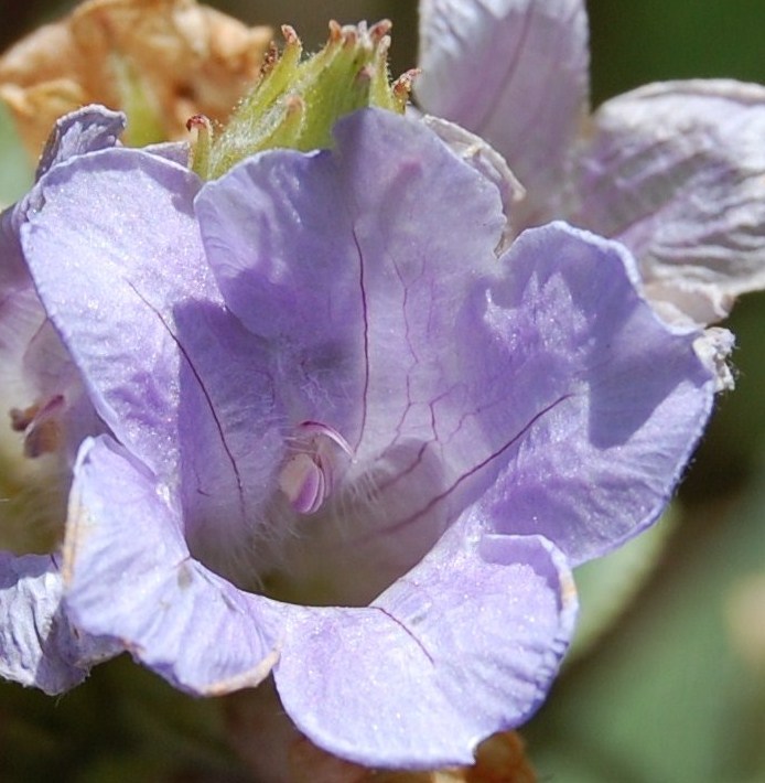 Plantas Beleza e Diversidade Strobilanthes kunthiana