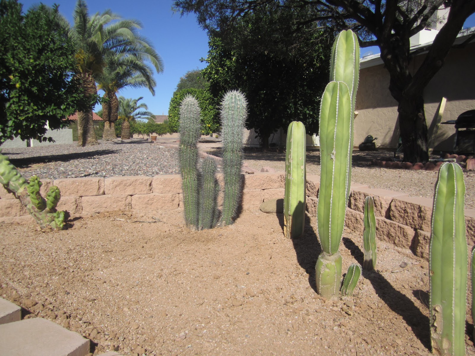 Rob & Yvonne's Az Living Estate Sale Cactus