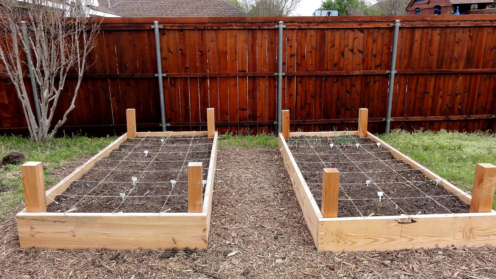 Best Vegetables To Grow In Texas Vege Choices best-vegetables-to-grow-in-texas-vege-choices