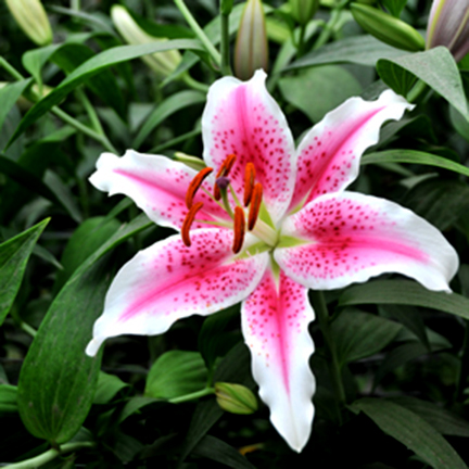 Stargazer lilly pictures