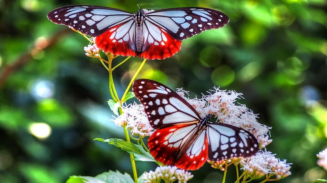 Gambar Taman Kupu Bali Butterfly Park Tabanan Objek Wisata Gambar Indah