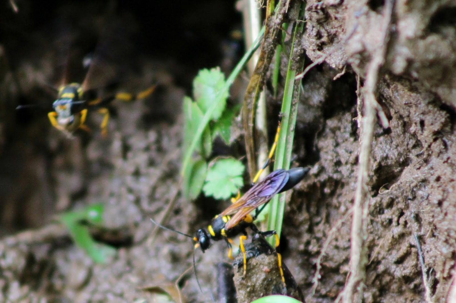 At The Farm... Mud Dauber Whisperer