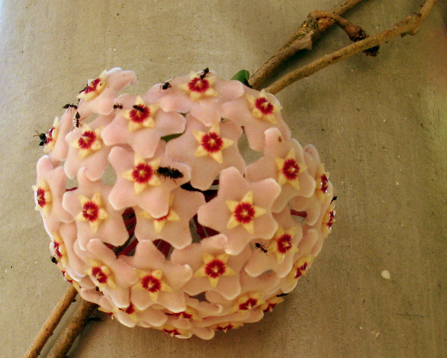 MODOS DE OLHAR: Flor-de-cera; Cerinha, Jasmim de cera, flor-de-porcelana,  Hoya.