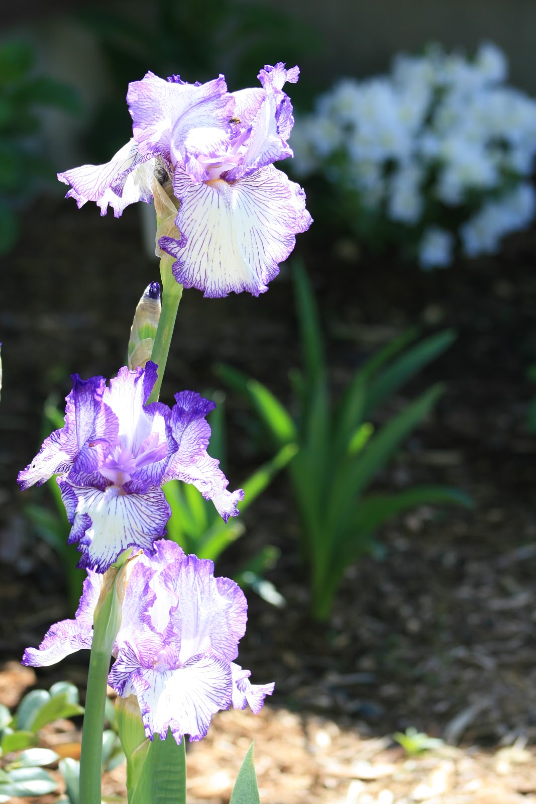 Variegated Heights Of My Favorite Takes Me Back To Paris