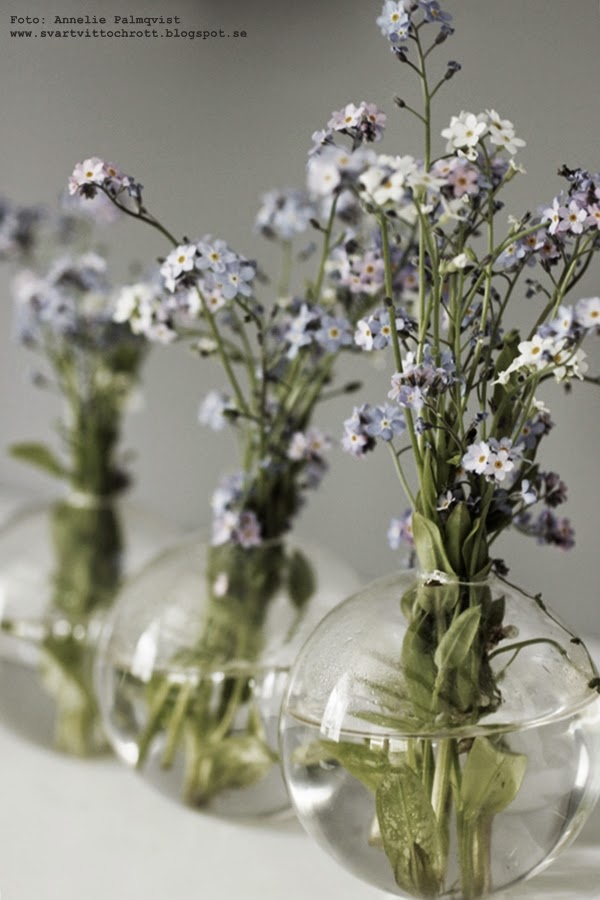 vas, glas, blå blommor, vårblomma, vårblommor, loppisfynd, loppis, 