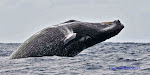 Baleine à bosse