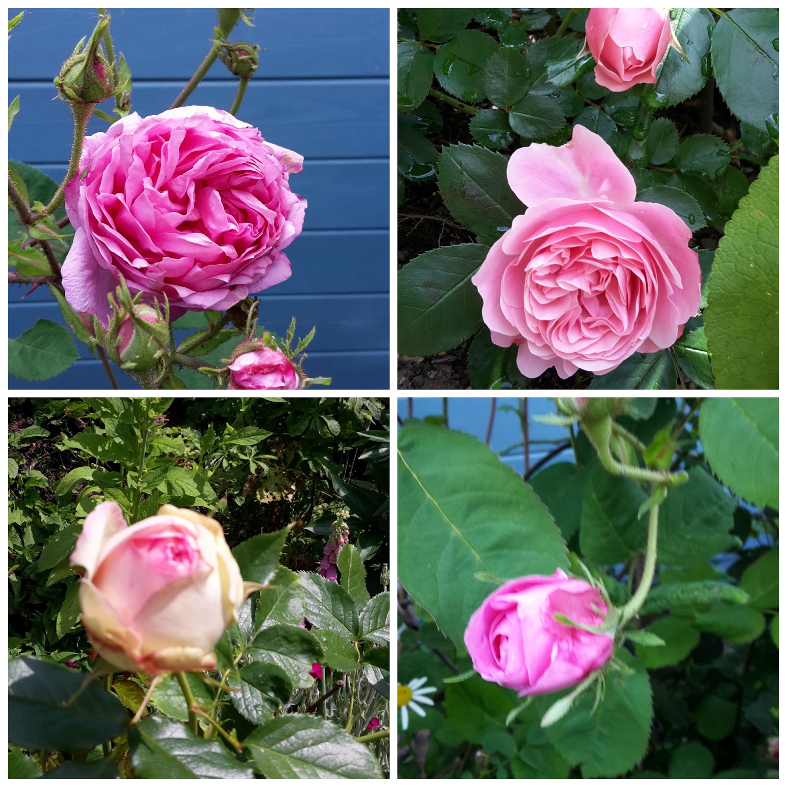 Irmhild S Blog Kirmesleichen