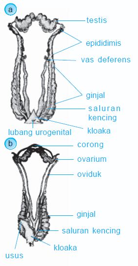Gambar Alat Reproduksi Pada Katak Kata Kata