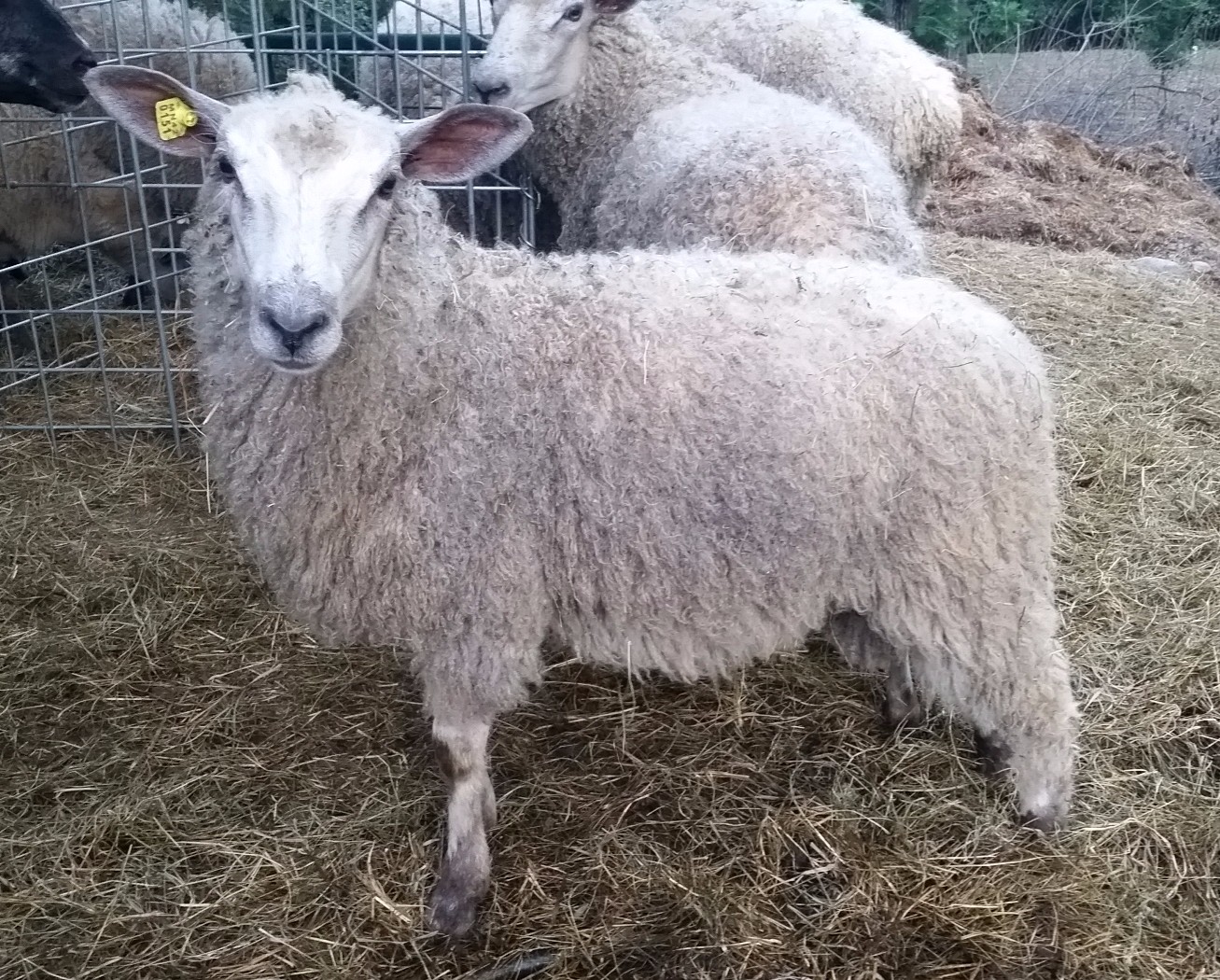 River Oaks Farm & Studio Sheep For Sale