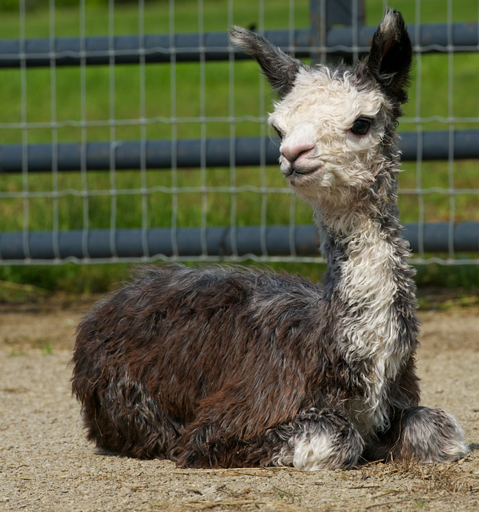 Alpaca-BabyGrey6.jpg