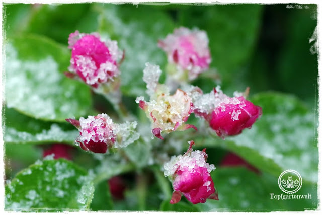 Gartenblog Topfgartenwelt Wetter: Im April droht immer wieder Spätfrost, 4 Tipps wie Du Deine Pflanzen schützen kannst. Apfelblüte im Schnee.