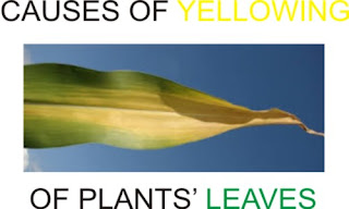 causes of yellowing in plants
