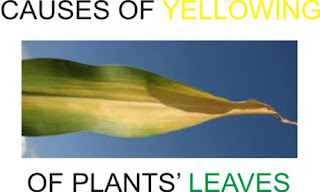 causes of yellowing in plants