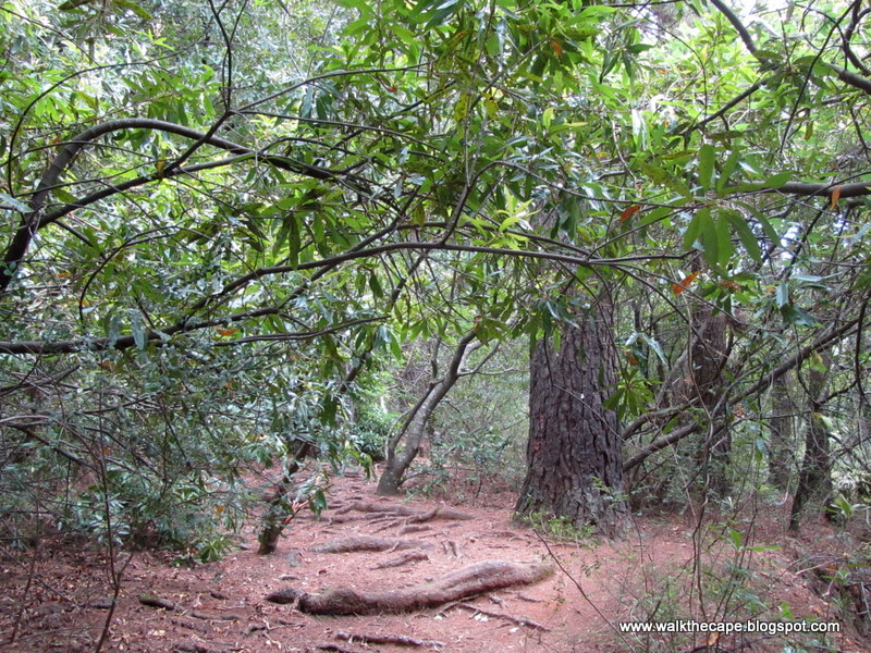 Walking the Cape Flowers in Newlands Forest