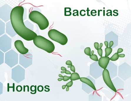 bacterias y hongos