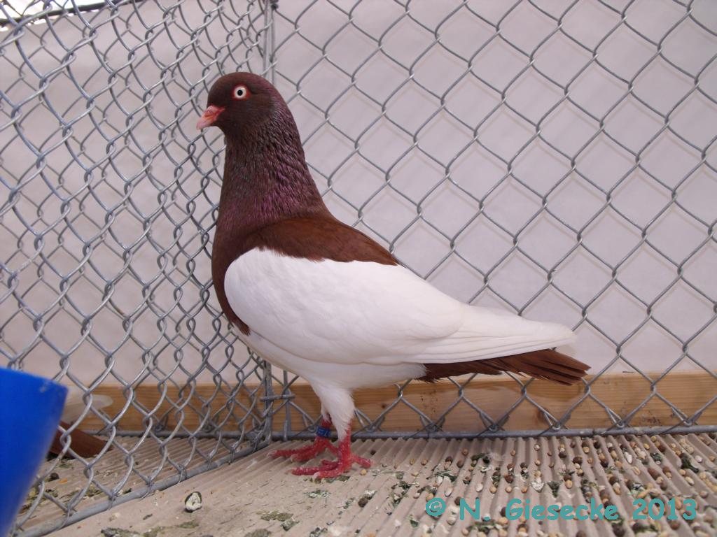 Old German Magpie Tumbler ( Elsterpuzler ) Pigeons fall