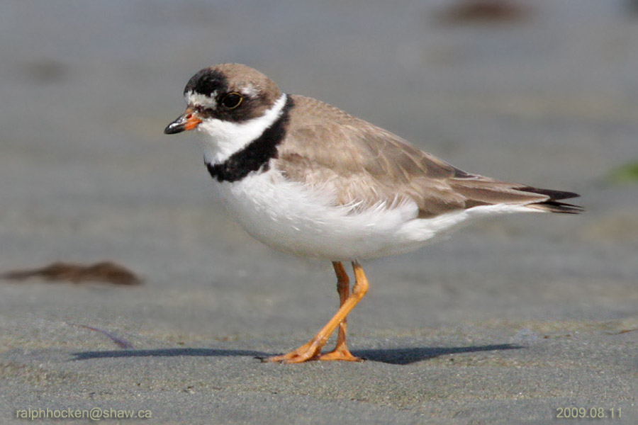 The Backyard Wildbird and Nature Store Nanaimo bird report, September