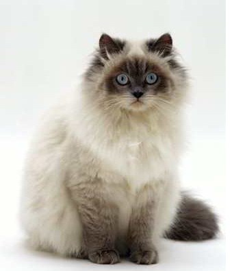 Himalayan Cat Information Characteristic And How To Take Care