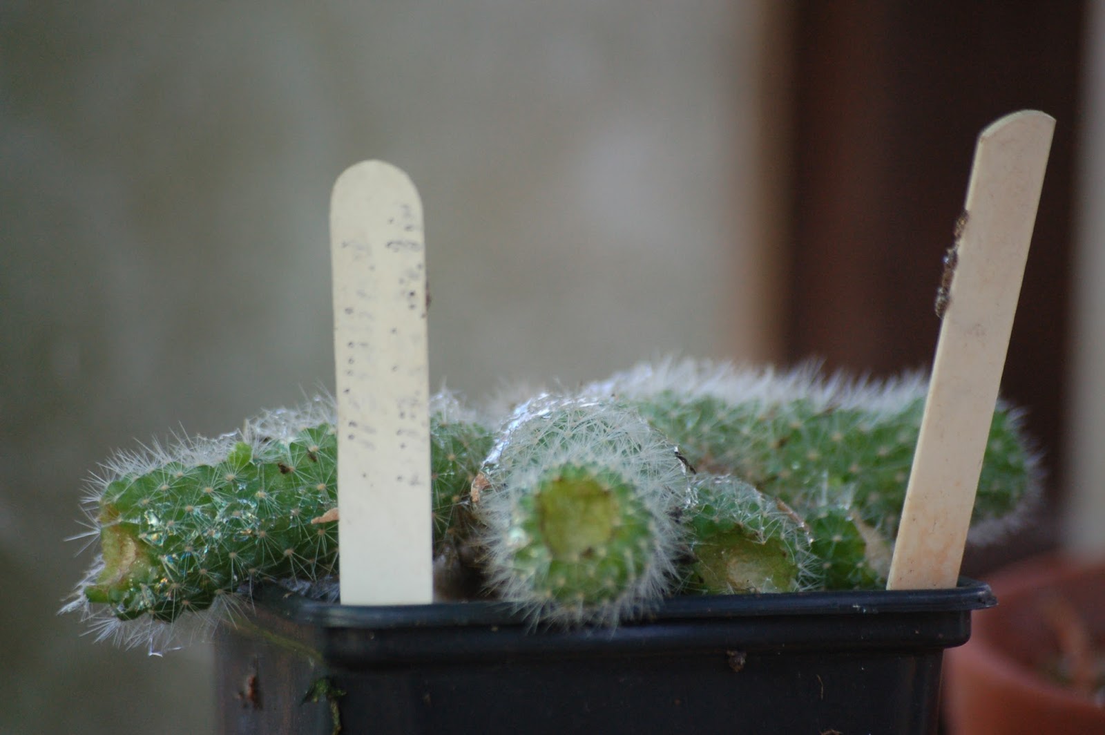 Daisy in the Garden Cactus walking , munching snails