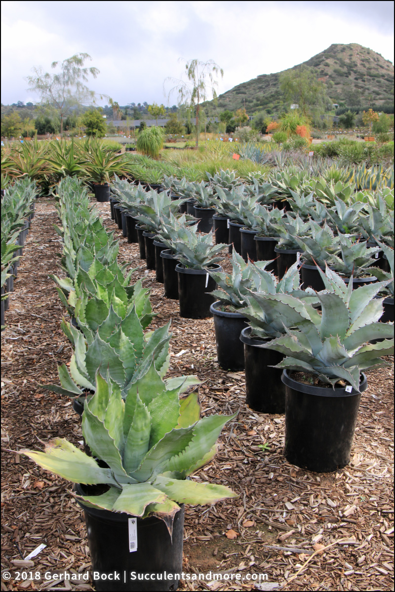 Succulents and More My first drivethrough nursery experience