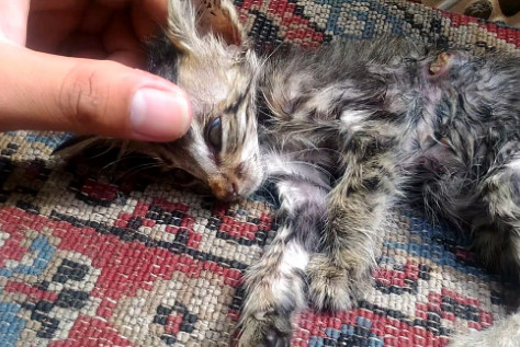Kucing Erek Erek Kucing Mati Kucing Erek Erek Kucing Mati