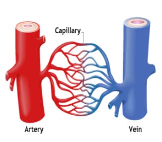 charge syndrome blood vessels charge syndrome blood vessels