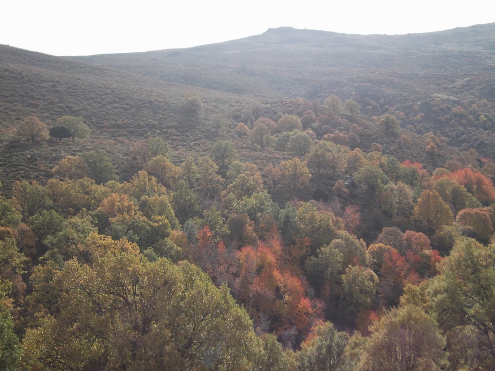 Senderistadelaloma Ruta del Bosque Encantado (Granada) Dehesa del Camarate
