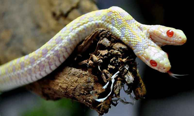 33 Fakta Mengejutkan Tentang Ular - Misteri, Fakta dan Fenomena
