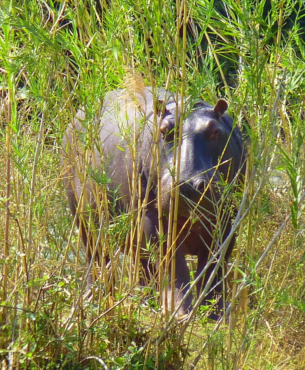Birding For Pleasure: SATURDAY CRITTERS - Hippopotamus