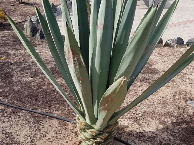Agave tequilana Agave tequilana