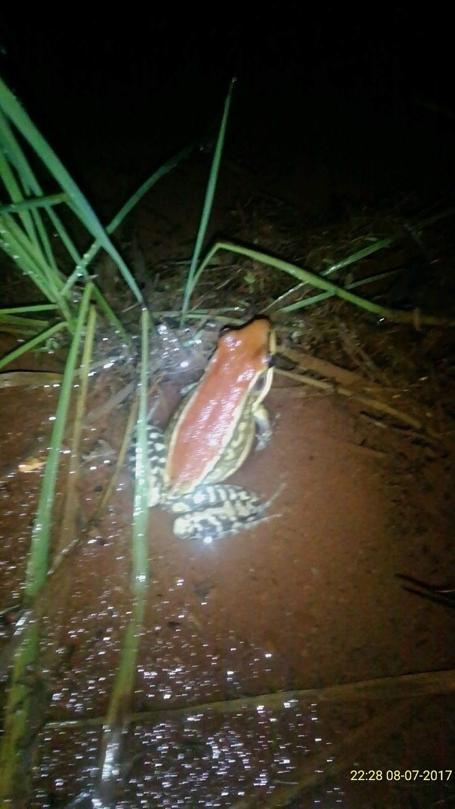 Another kind of frog
