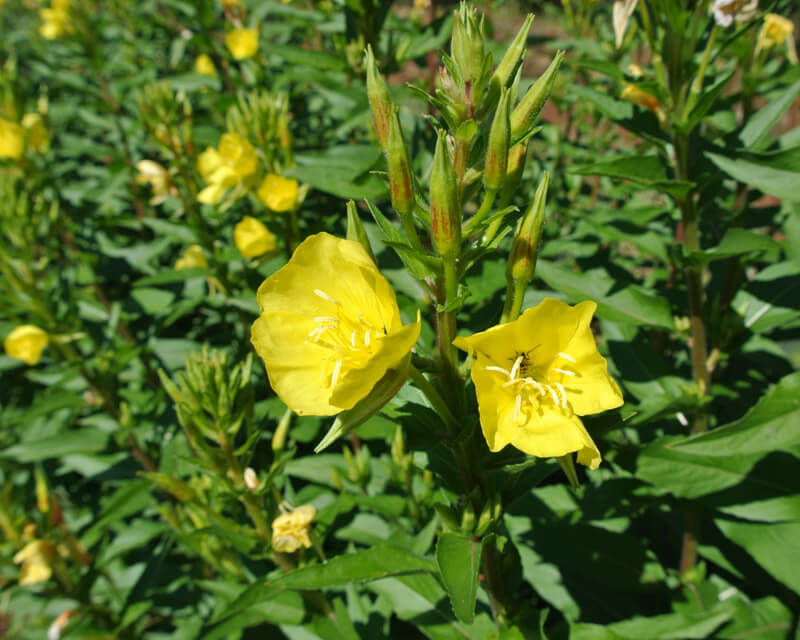 Evening Primrose Tea, Water Therapy & Diet Heals Aids Natural Home