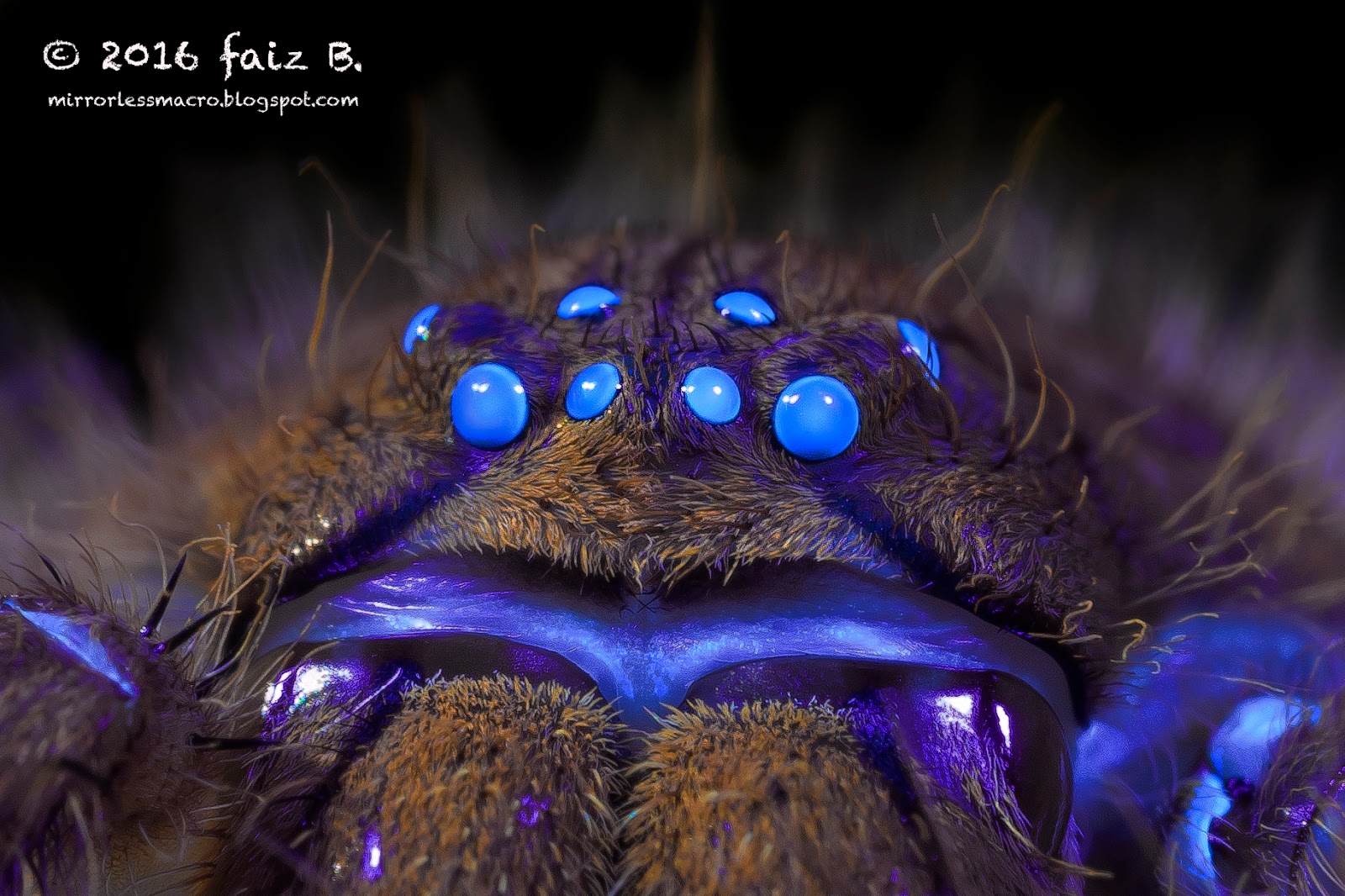 Mirrorless Macro Photography Ultraviolet (UV) Photography of Spiders