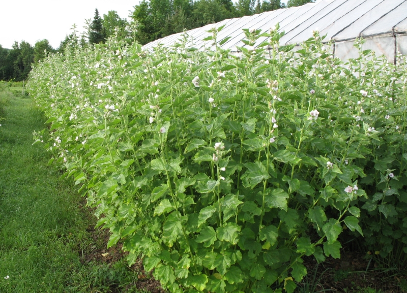 Backyard Patch Herbal Blog Herb of the Week Marshmallow