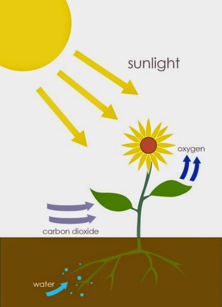 Photosynthesis: incomplete Wikipedia diagram.