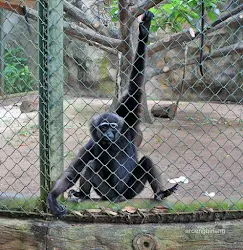 siamang kebun binatang ragunan jakarta