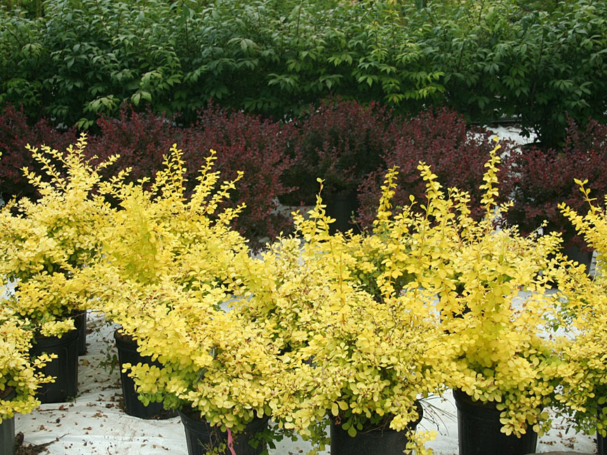 Baldwin Nurseries Perennials, shrubs, trees for Nova Scotia Gardeners