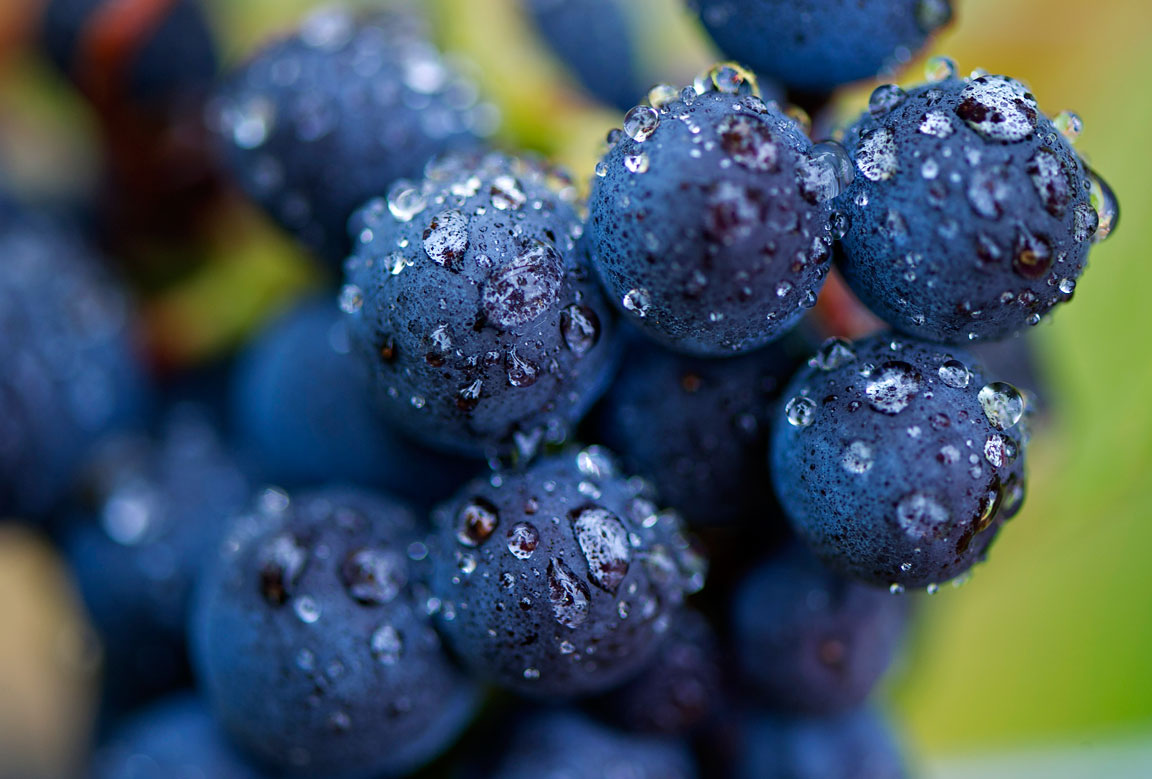 web-Oregon-Wine-Grape-Harvest-04.jpg