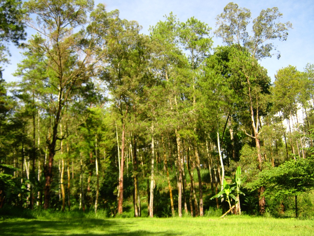 Klasifikasi Tanaman Pinus Klasifikasi Tanaman dan Hewan Klasifikasi Tanaman Pinus Klasifikasi Tanaman dan Hewan