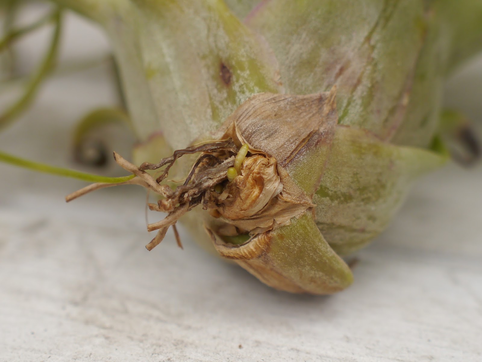 黄色いじょうろ ガジュマルの根っこ エリックノブロックをはじめ ティランジア達が発根ラッシュ