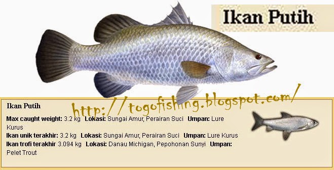 Ikan Putih Sungai / Ikan Sungai Steemit / Ikan ini sering ditemukan di