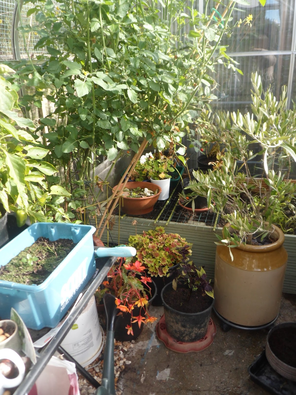 Poppy Patchwork In the greenhouse