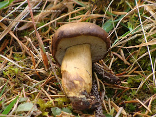 Boletus badius DSC129332