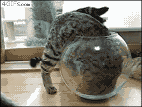Funny cats - part 83 (40 pics + 10 gifs), cat gif, cat fits in a jar gif