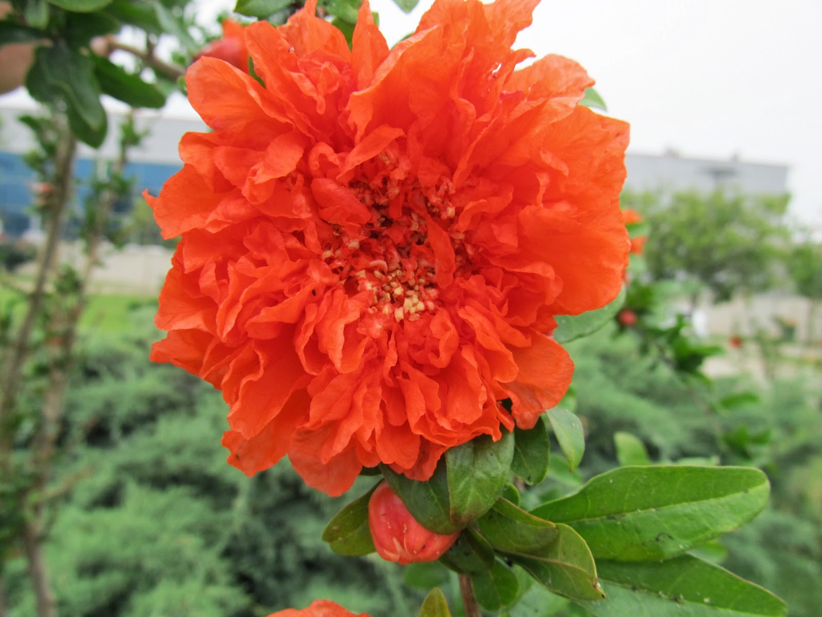 Cittaslow Botanik Park: NAR ÇİÇEKLERİ ( Nargül )