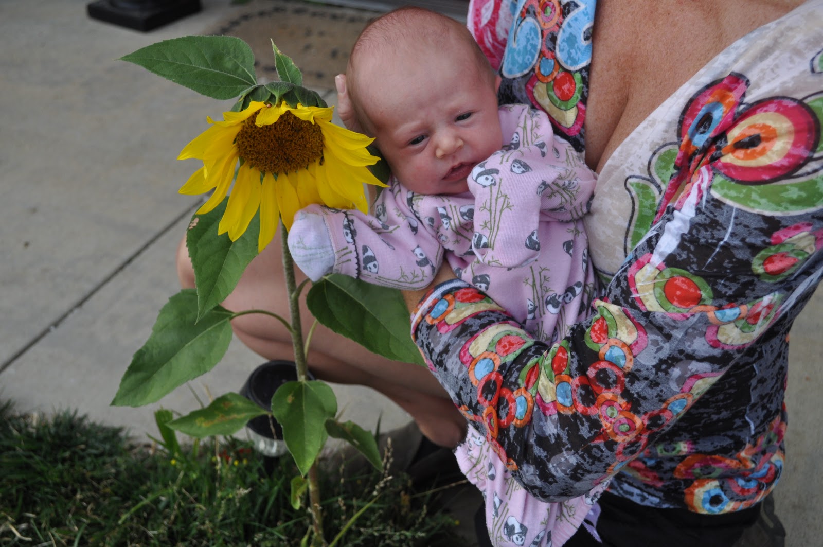 Meet the Fulkers Little Miss Sunflower